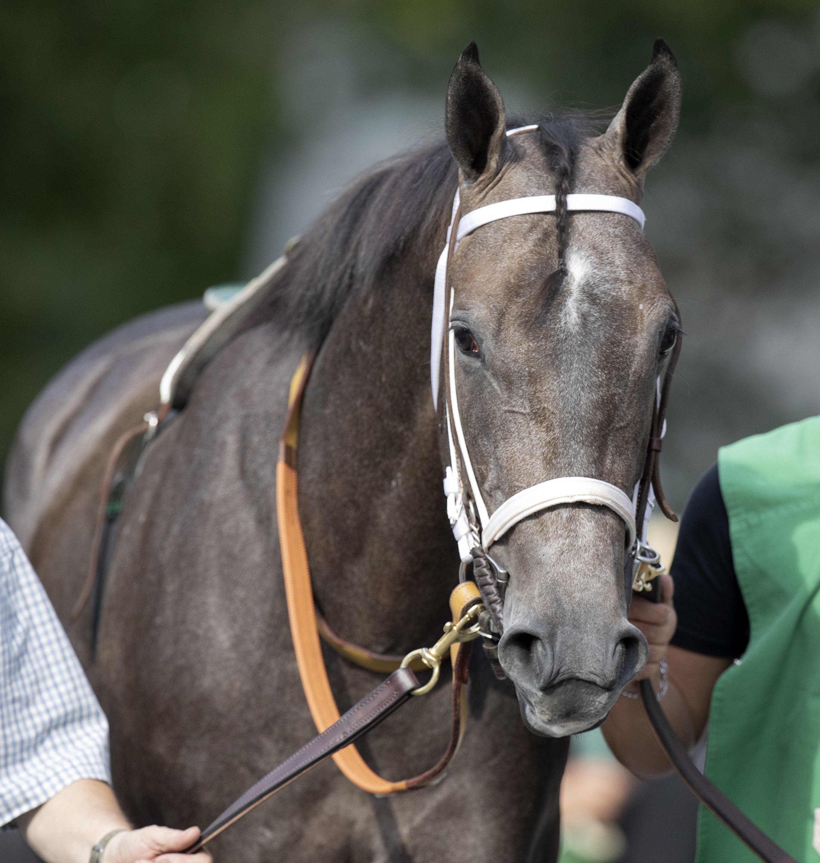 Saratoga Secret sprints again but will stretch out soon